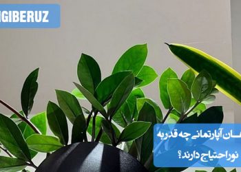 گیاهان آپارتمانی بسته به نوع خود به میزان متفاوتی از نور نیاز دارند. برخی گیاهان به نور مستقیم خورشید احتیاج دارند، در حالی که برخی دیگر در نور غیرمستقیم یا حتی نور کم نیز رشد می‌کنند.