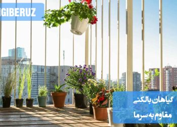 گیاهان بالکنی مقاوم به سرما مانند همیشهبهار، شمعدانی و پیچ امینالدوله که در برابر یخزدگی و سرمای زمستان دوام آورده و زیبایی بالکن را حفظ میکنند.
