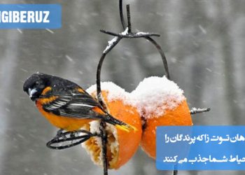 چندین گیاه توتزا مانند درخت توت، بلالیکا و گیاهان میوهدهنده دیگر در حیاط، در حال جذب پرندگان رنگارنگ؛ نمایش گیاهانی که میوههای شیرین یا توتها را برای جذب پرندگان به محیط طبیعی حیاط فراهم میکنند.