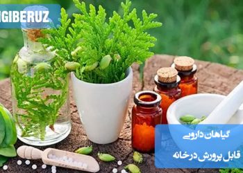 گیاهان دارویی قابل پرورش در خانه؛ معرفی گیاهان مفید با خواص درمانی برای استفاده خانگی و رشد آسان در آپارتمان