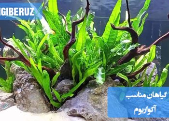 تصویری از گیاهان آبزی مناسب برای آکواریومهای خانگی، با قابلیت اکسیژنسازی، تصفیه آب و سازگاری با محیط مرطوب