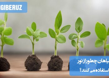 گیاهان از نور خورشید برای فرآیند فتوسنتز استفاده میکنند که در آن انرژی نوری به انرژی شیمیایی تبدیل میشود. این فرآیند برای تولید غذا و رشد گیاه ضروری است.