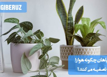 تصویری از گیاهان آپارتمانی مانند سانسوریا، فیکوس و آلوئه‌ورا که در فضای داخلی خانه قرار دارند و نقش آن‌ها در تصفیه هوای آلوده و تولید اکسیژن