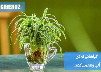 تصویری از گیاهان آبزی که بدون نیاز به خاک در آب رشد میکنند، مناسب برای دکوراسیون داخلی و آکواریومهای خانگی