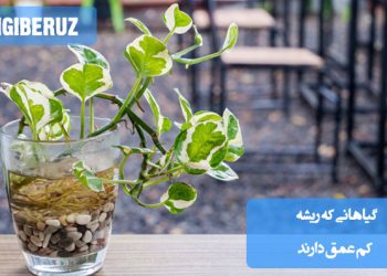 معرفی گیاهانی با ریشه کم‌عمق مناسب گلدان یا فضای کوچک؛ گزینه‌های مناسب برای فضای محدود و نگهداری آسان در خانه