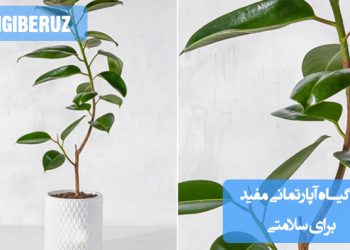 تصویر مجموعهای از ۱۰ گیاه آپارتمانی مفید مانند آلوئهورا، نخل اریکا، سانسوریا و اسپاتیفیلوم که به تصفیه هوا و بهبود سلامت در فضای داخلی خانه کمک میکنند