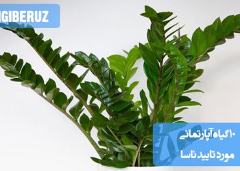 تصویر مجموعهای از گیاهان آپارتمانی تصفیهکننده هوا که توسط ناسا برای بهبود کیفیت هوای داخل منزل و دفاتر تأیید شدهاند