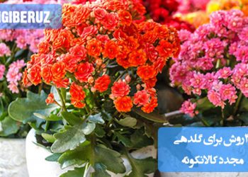 "۴ روش برای گلدهی مجدد کالانکوئه: آبیاری صحیح، نور مناسب، دما و زمان استراحت"