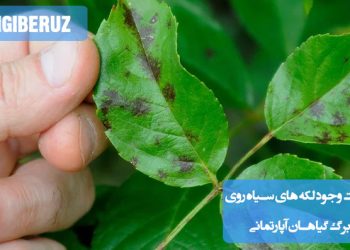 لکههای سیاه روی برگ گیاهان آپارتمانی ممکن است به دلیل آبیاری بیش از حد، آفات و بیماریها، کمبود نور، شوک دمایی یا استفاده از آب با کلر زیاد ایجاد شوند.