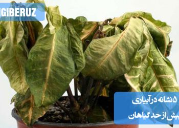 نشانههای آبیاری بیش از حد گیاهان مانند زرد شدن برگها، پوسیدگی ریشه، لبههای قهوهای برگها و ایجاد قارچ در سطح خاک، مناسب برای تشخیص مشکلات آبیاری در گیاهان