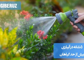 "۵ نشانه آبیاری بیش از حد گیاهان: زرد شدن برگها، ریشههای پوسیده، رشد کند، لکههای قهوهای و ریزش برگها"