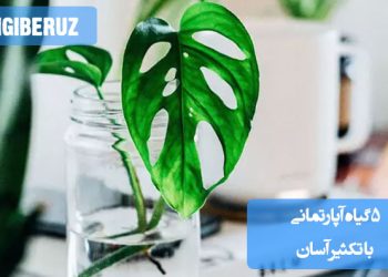 پنج نمونه از گیاهان آپارتمانی محبوب با قابلیت تکثیر آسان مانند پتوس، سانسوریا، برگ بیدی، اسپاتی فیلوم و زاموفیلیا در گلدان‌های مختلف
