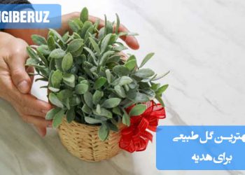 "معرفی بهترین گلهای طبیعی برای هدیه مانند رز، ارکیده و لیلیوم با ظاهری زیبا و ماندگاری مناسب."