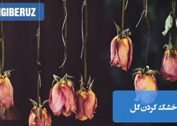 "روشهای خشک کردن گل بدون تغییر رنگ با استفاده از سیلیکات ژل و خشککن هوا برای حفظ زیبایی گل."