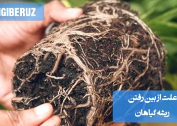 ریشه گیاه آسیبدیده و پوسیده در خاک، نشانه آبیاری زیاد یا بیماری قارچی در گیاه آپارتمانی