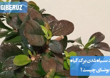 آبیاری زیاد، رطوبت بالا، نور کم یا بیماری قارچی از دلایل اصلی سیاه شدن برگهای گیاه بونسای هستند