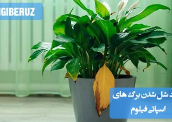 آبیاری زیاد یا کم، نور ناکافی، بیماری قارچی یا تغییرات دما از دلایل شل شدن برگهای اسپاتی فیلوم هستند
