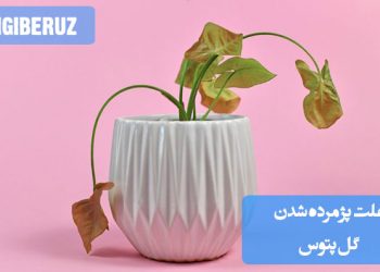 "پژمرده شدن گل پتوس پس از تعویض گلدان به دلیل شوک ریشه، آبیاری زیاد یا تهویه نامناسب خاک است."