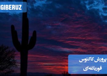 "معرفی و نحوه پرورش کاکتوس قورباغه‌ای با نکات مهم درباره نور، آب‌دهی و خاک مناسب برای رشد بهتر."