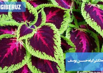 "آموزش تکثیر گیاه حسن یوسف با روش قلمهزنی در آب یا خاک برای داشتن گیاهانی رنگارنگ و سالم."