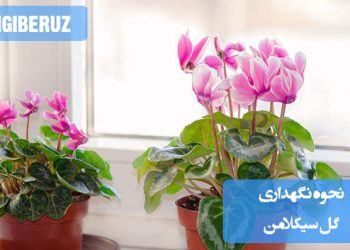"نحوه نگهداری گل سیکلامن با رعایت شرایط نور، آبیاری مناسب و دمای مطلوب برای طول عمر بیشتر گلها."