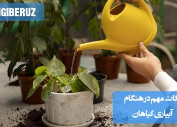 آبیاری گیاهان آپارتمانی با آب همدمای محیط، به اندازه و از پایین برای جلوگیری از پوسیدگی ریشه و رشد بهتر.