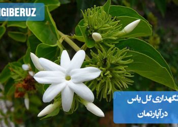 گل یاس آپارتمانی با گلهای سفید خوشبو در گلدان، مناسب نور غیرمستقیم و آبیاری منظم در خانه