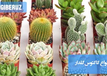 "تکثیر گیاه حسن یوسف از طریق قلمهزنی در آب یا خاک، راهی ساده برای داشتن گیاهانی زیبا و سالم است."