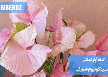 "معرفی کامل گیاه آپارتمانی سینگونیوم صورتی با روش نگهداری، نور مناسب و ویژگی‌های تزئینی برگ‌های آن."