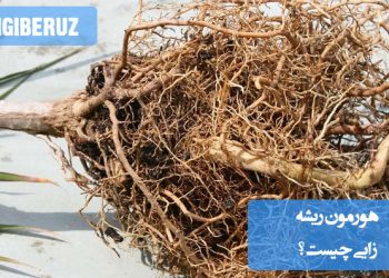 "هورمون ریشه‌زایی ماده‌ای برای تحریک رشد ریشه در قلمه‌ها و تسریع در تکثیر گیاهان مختلف."