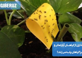 وجود پشه‌های قارچی در خاک مرطوب و آبیاری زیاد باعث جذب پشه به گیاهان آپارتمانی می‌شود.