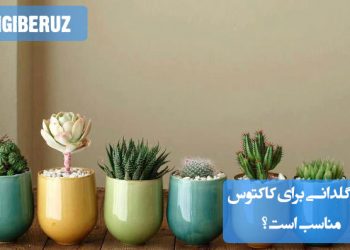 گلدان سفالی بدون لعاب با سوراخ زهکشی مناسب، اندازه کمی بزرگتر از ریشه کاکتوس برای رشد سالم و خشک شدن سریع خاک.