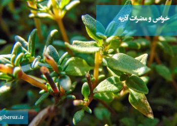 خواص و مضرات آذربه