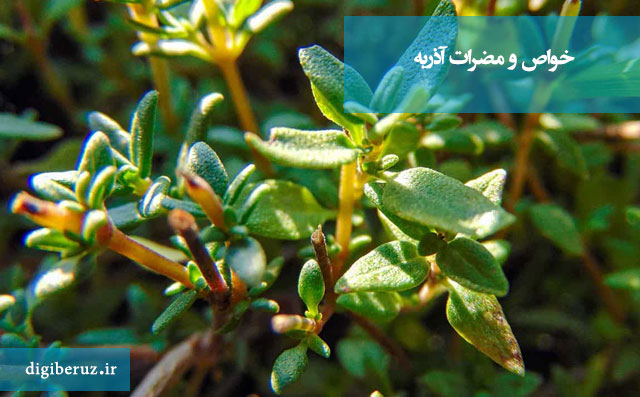 خواص و مضرات آذرُبه شامل فواید سلامتی، ویتامین‌ها و هشدارهای مصرف این گیاه در طب سنتی